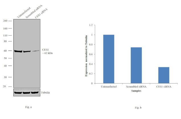 CES1 Antibody