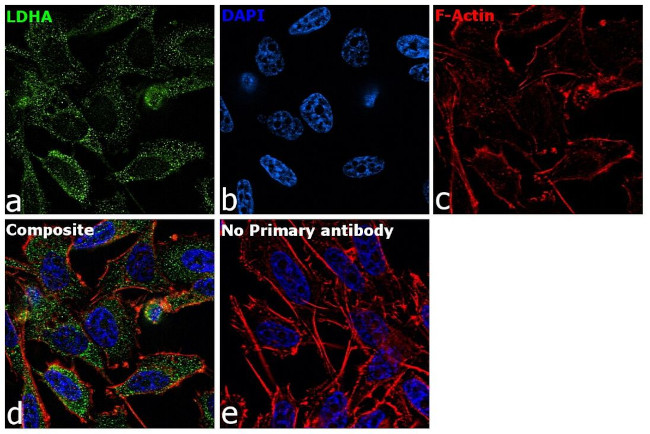 LDHA Antibody in Immunocytochemistry (ICC/IF)