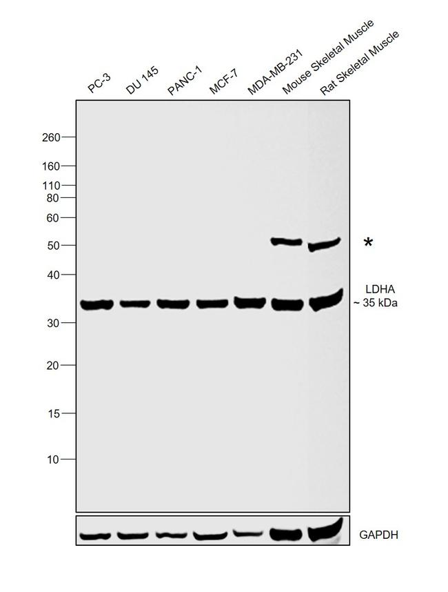 LDHA Antibody in Western Blot (WB)