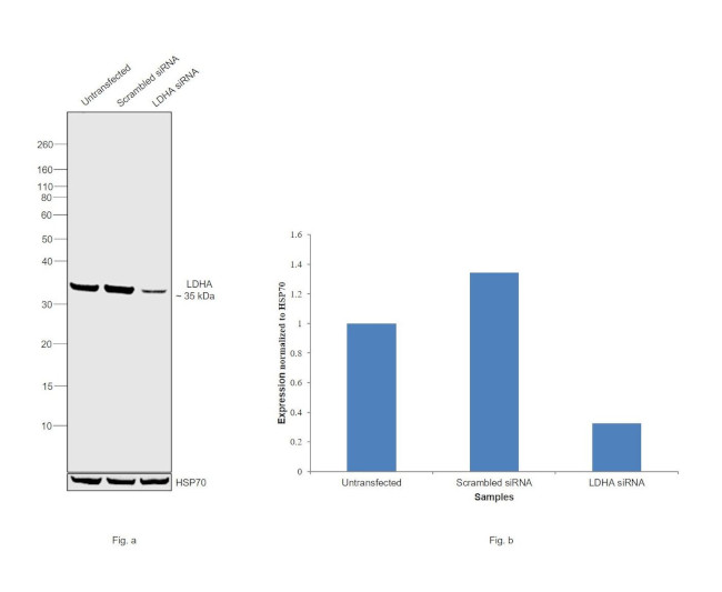 LDHA Antibody