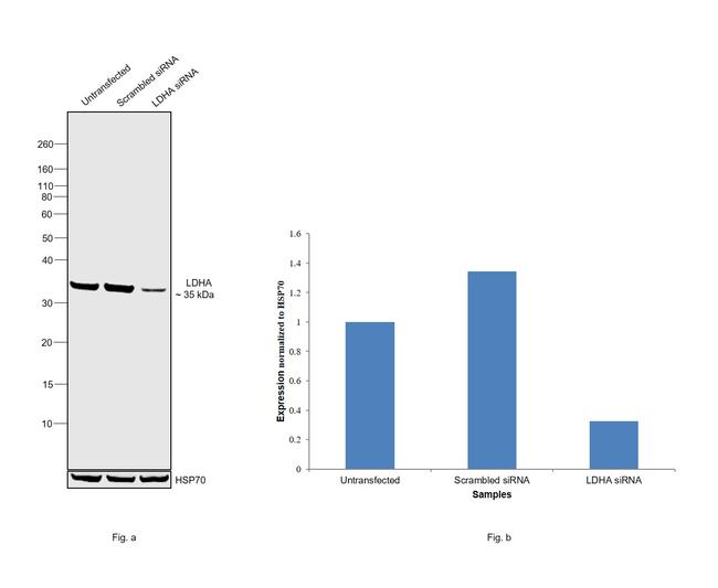 LDHA Antibody in Western Blot (WB)