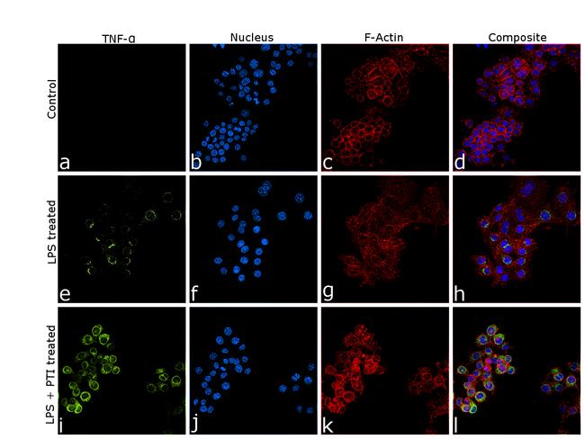 TNF alpha Antibody