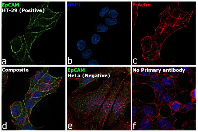 EpCAM Antibody