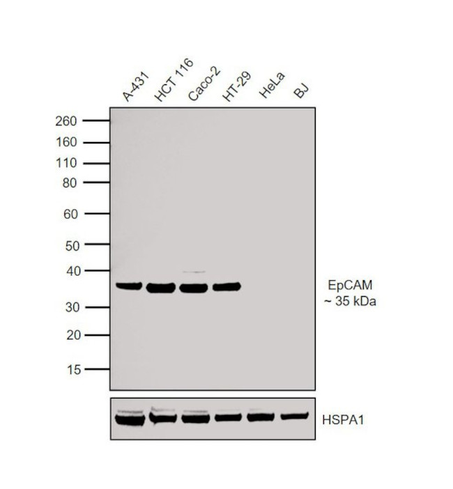 EpCAM Antibody