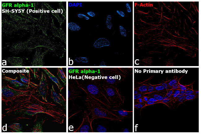 GFR alpha-1 Antibody in Immunocytochemistry (ICC/IF)