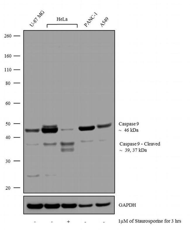 Caspase 9 Antibody in Western Blot (WB)