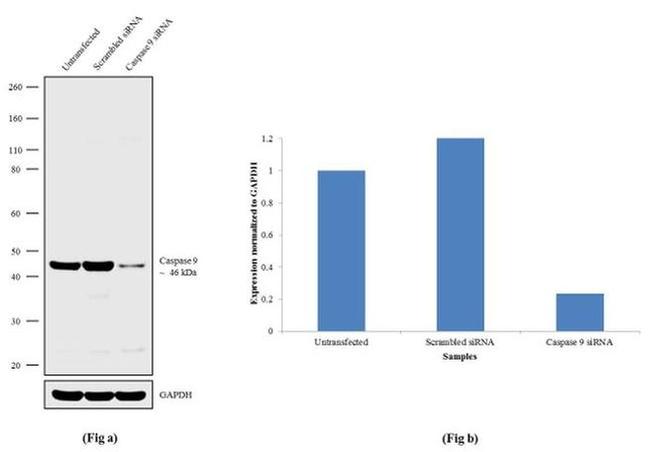 Caspase 9 Antibody in Western Blot (WB)