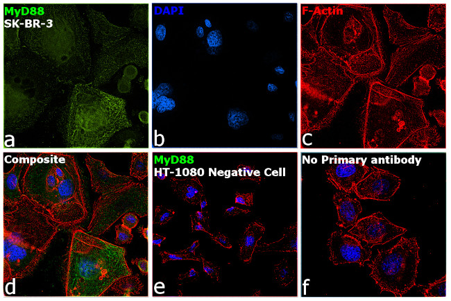 MyD88 Antibody in Immunocytochemistry (ICC/IF)