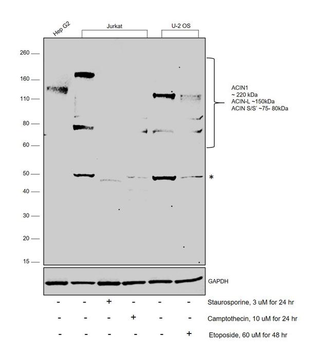 Acinus Antibody in Western Blot (WB)