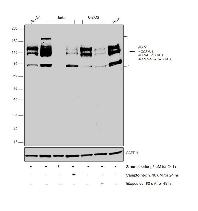 Acinus Antibody in Western Blot (WB)