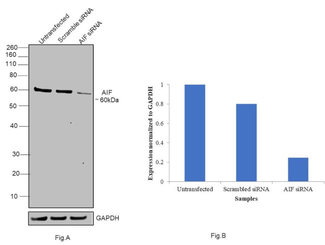 AIF Antibody