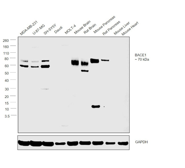 BACE1 Antibody