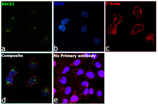 BACE1 Antibody in Immunocytochemistry (ICC/IF)