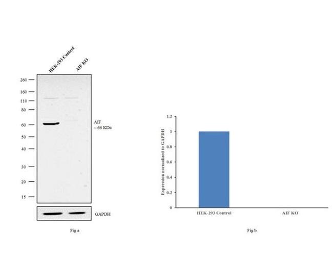 AIF Antibody in Western Blot (WB)