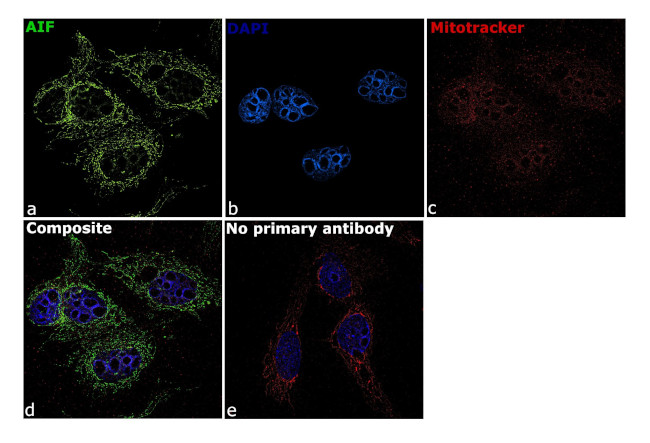 AIF Antibody in Immunocytochemistry (ICC/IF)