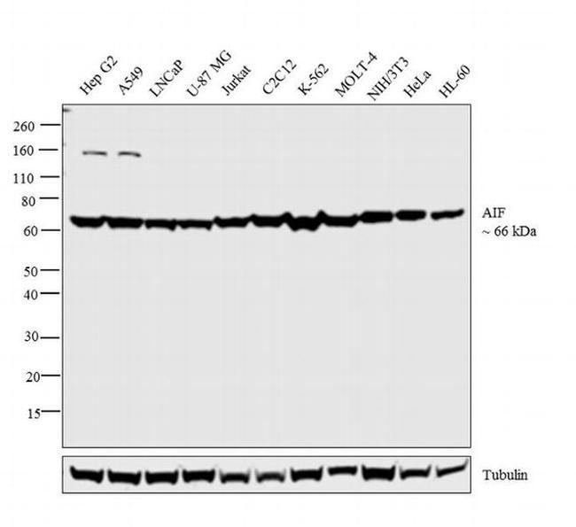 AIF Antibody in Western Blot (WB)