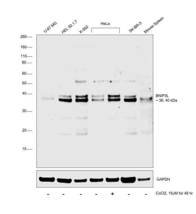 BNIP3L Antibody in Western Blot (WB)