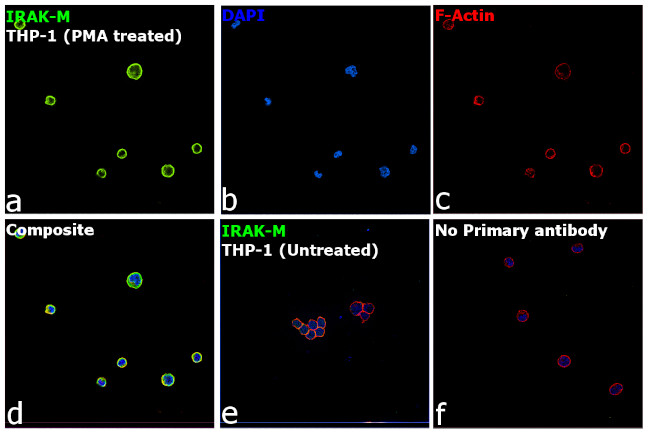 IRAK-M Antibody in Immunocytochemistry (ICC/IF)