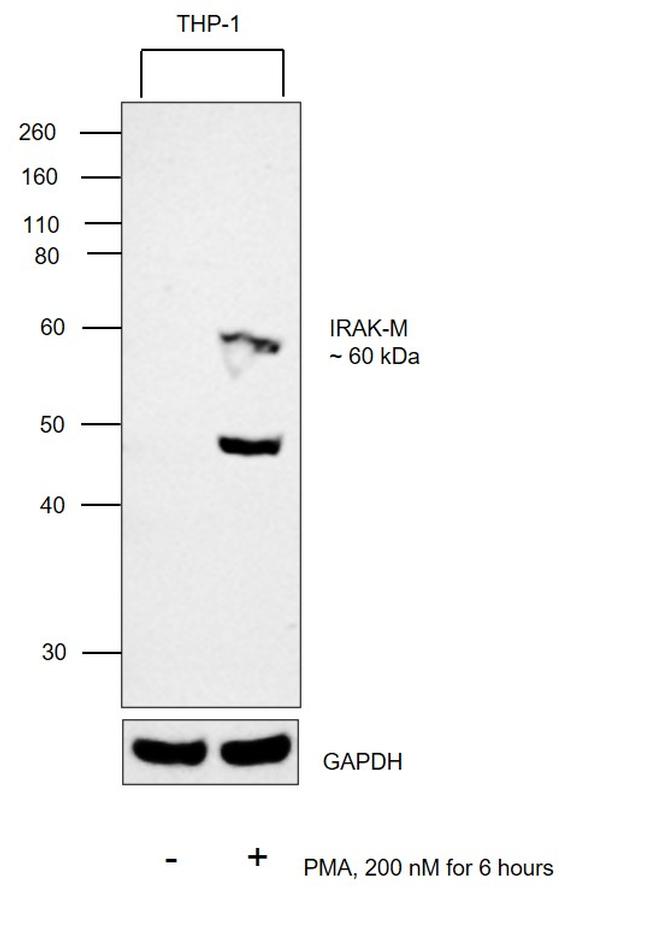 IRAK-M Antibody in Western Blot (WB)