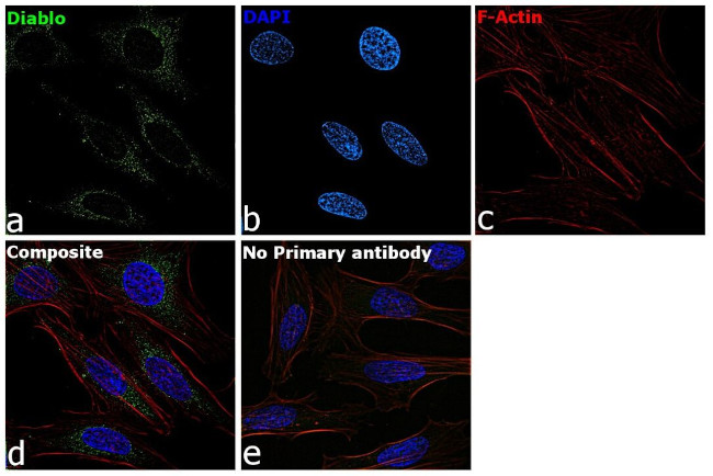 DIABLO Antibody in Immunocytochemistry (ICC/IF)