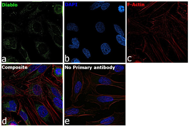 DIABLO Antibody in Immunocytochemistry (ICC/IF)