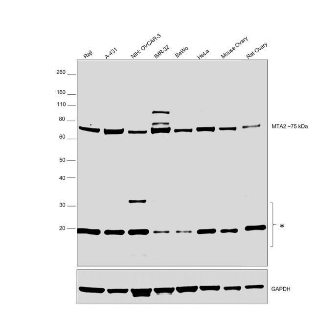 MTA2 Antibody in Western Blot (WB)