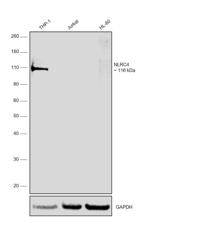 NLRC4 Antibody