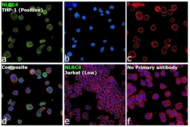 NLRC4 Antibody in Immunocytochemistry (ICC/IF)