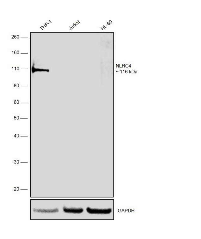 NLRC4 Antibody in Western Blot (WB)