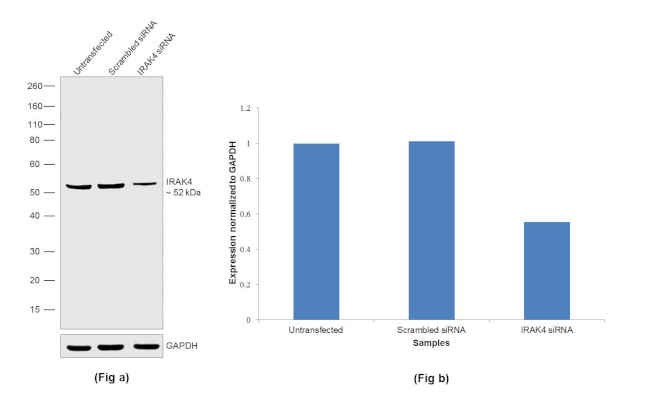 IRAK4 Antibody