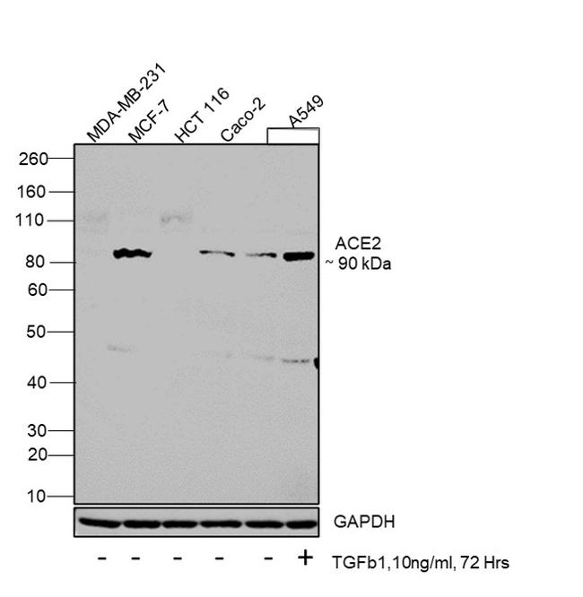 ACE2 Antibody in Western Blot (WB)