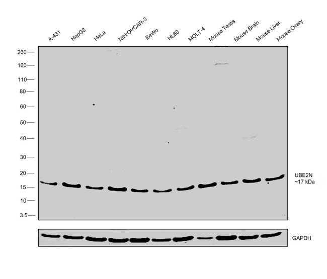 UBC13 Antibody in Western Blot (WB)