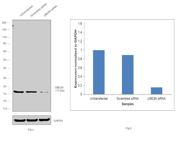 UBC13 Antibody