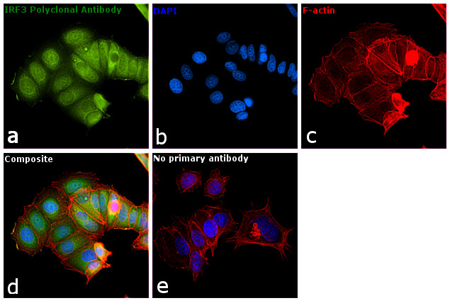 IRF3 Antibody in Immunocytochemistry (ICC/IF)