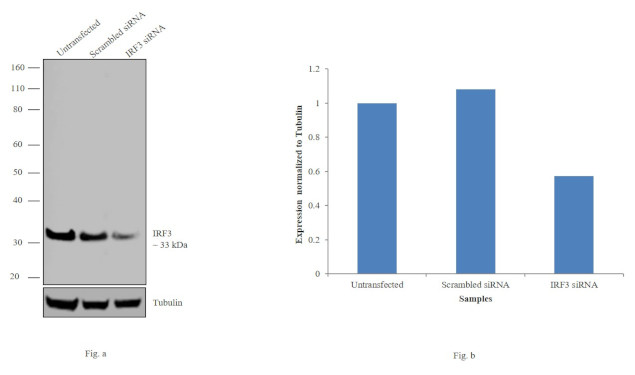 IRF3 Antibody