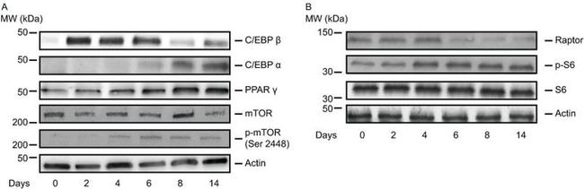 mTOR Antibody in Western Blot (WB)