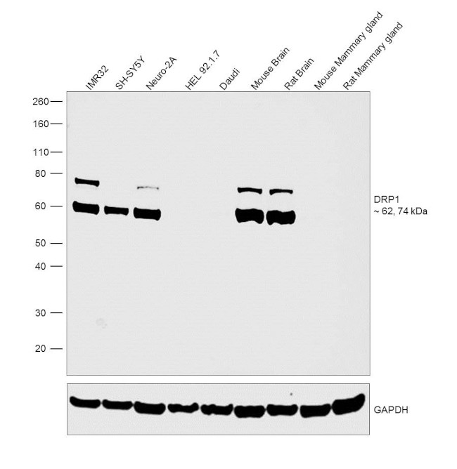 CRMP1 Antibody