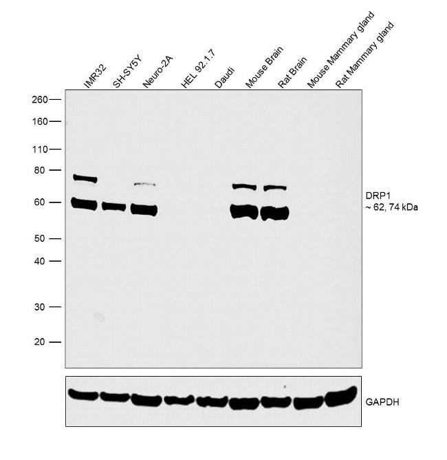 CRMP1 Antibody in Western Blot (WB)