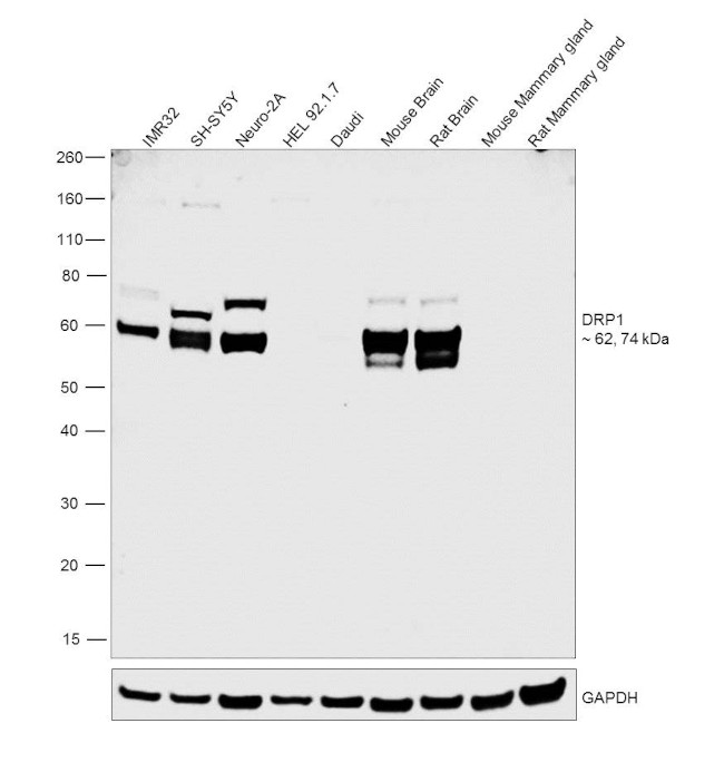 CRMP1 Antibody