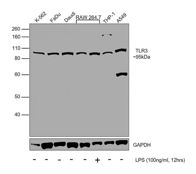 TLR3 Antibody in Western Blot (WB)