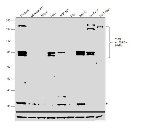 TLR9 Antibody in Western Blot (WB)