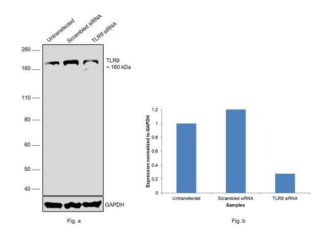 TLR9 Antibody in Western Blot (WB)