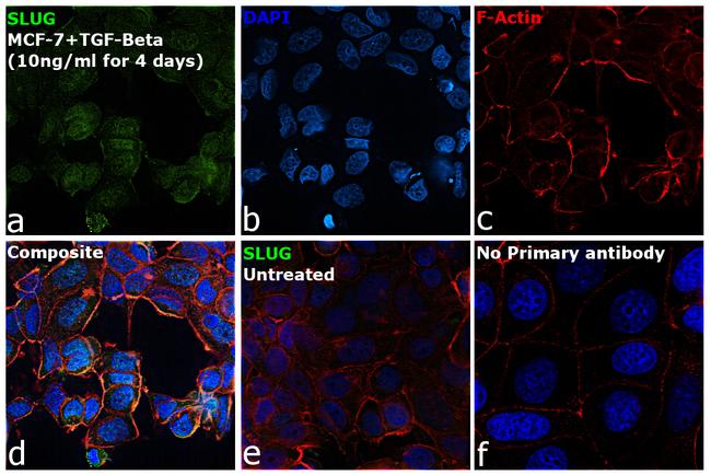 SLUG Antibody