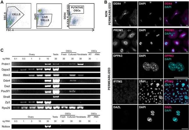 Blimp-1 Antibody in Immunohistochemistry (IHC)