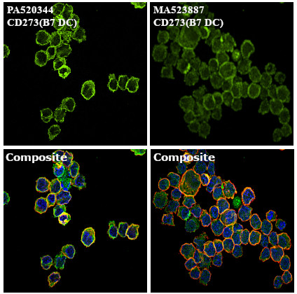 CD273 (B7-DC) Antibody