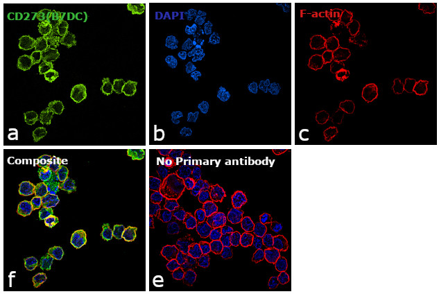 CD273 (B7-DC) Antibody in Immunocytochemistry (ICC/IF)