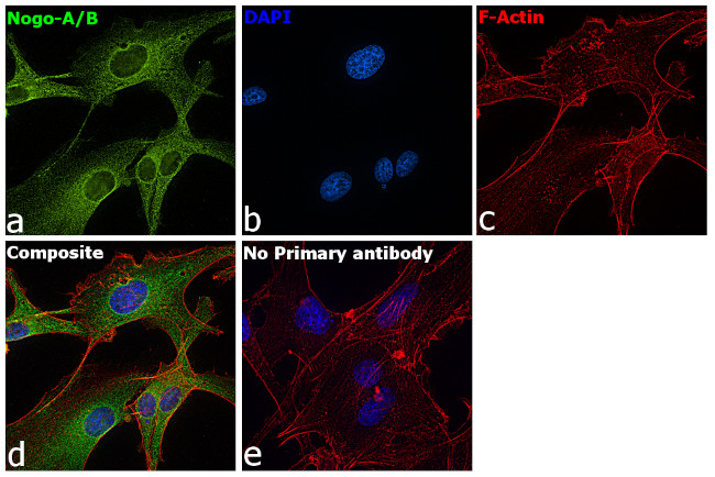 Nogo-A Antibody in Immunocytochemistry (ICC/IF)