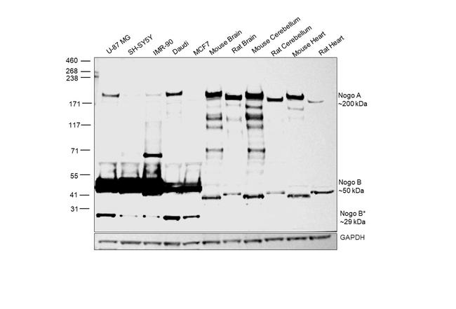 Nogo-A Antibody in Western Blot (WB)