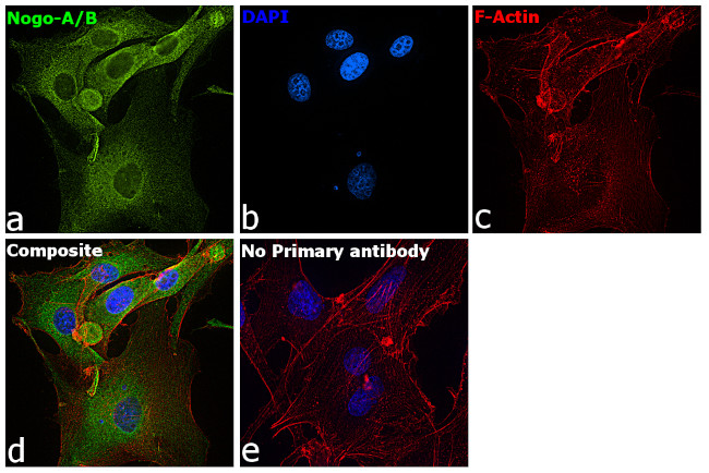 Nogo-A Antibody in Immunocytochemistry (ICC/IF)