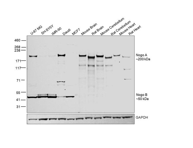 Nogo-A Antibody in Western Blot (WB)